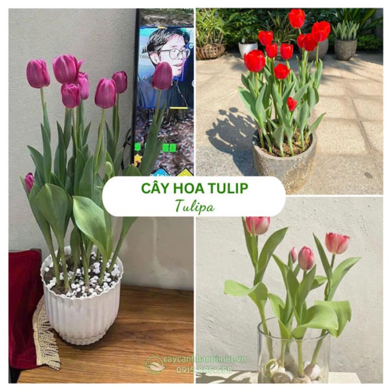 Cách sử dụng hoa tulip tím để trang trí nội thất sang trọng